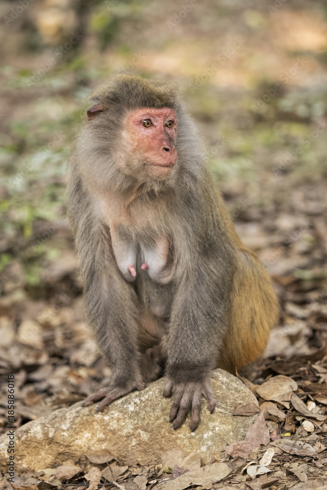 Rhesus Macaque the best-known species of Old World monkeys