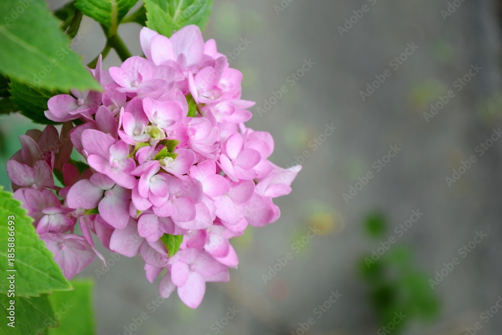 Hydrangea, Hydrangea macrophylla , Beautiful pink flower in garden on blur grey pavement background, Hydrangea, Hydrangea macrophylla , Beautiful pink flower in garden on blur grey pavement background,