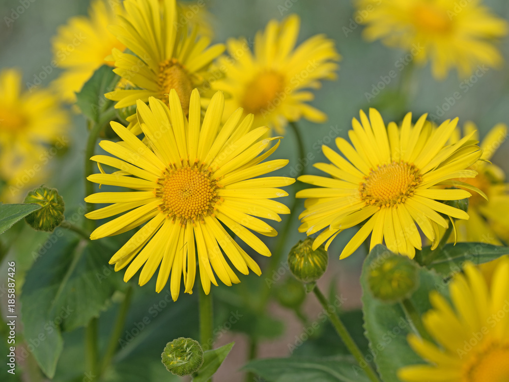 Gämswurz, Gamswurzen, Doronicum Gämswurz, Gamswurzen, Doronicum