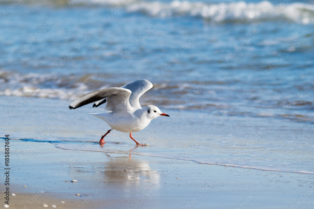 Fototapeta premium Mewa na plaży, błękitne morze