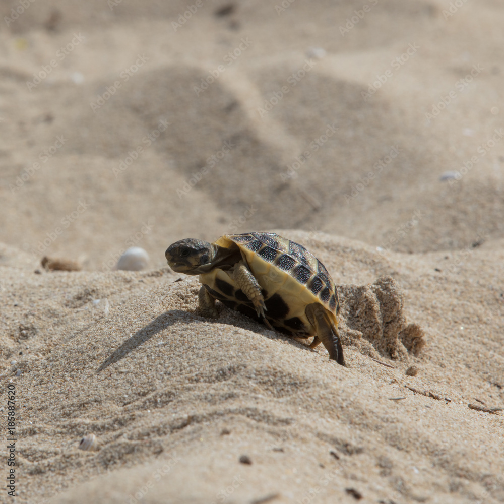 Baby Schildkröte in Sand Stock Photo | Adobe Stock