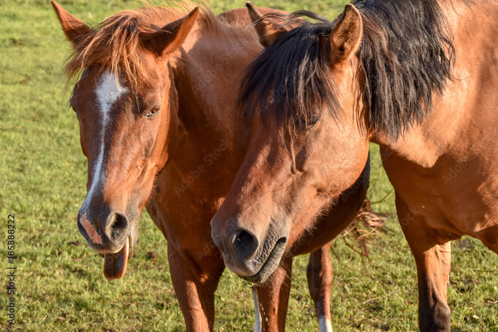 Obraz premium Horse - Pferd 5