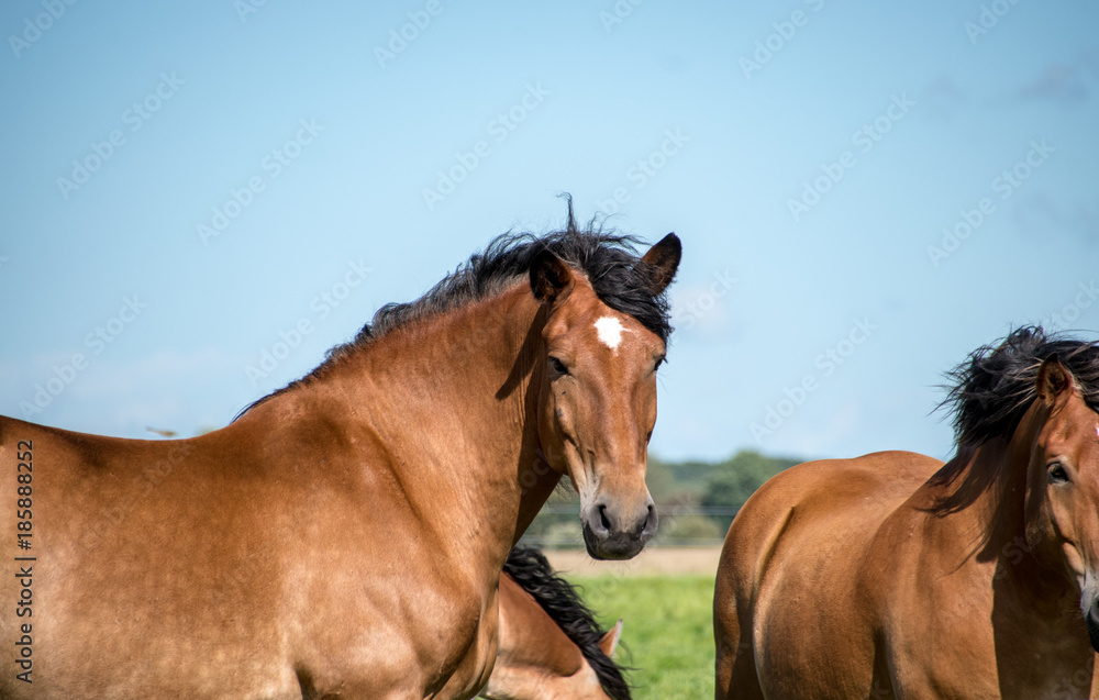 Fototapeta premium Horses - Pferde 4