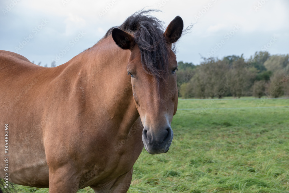 Pferd - Horse 1 Pferd - Horse 1