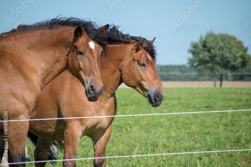 Horses - Pferde 3 © Olaf Wulf