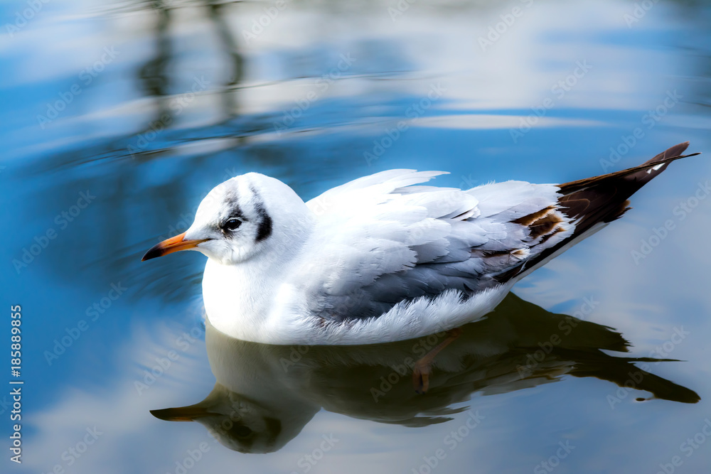 Naklejka premium Sea gull closeup drifting swimming on water in lake with reflection on blue sky background