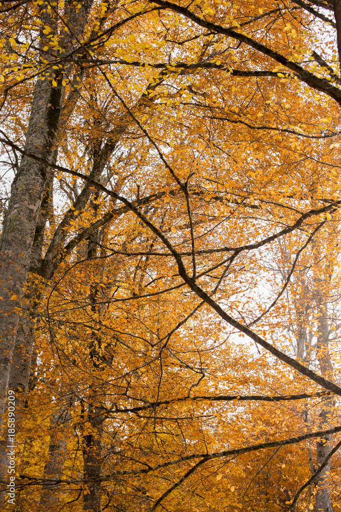 Obraz premium autumn on earth