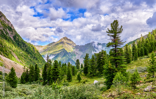 Cedar Siberian pines in mountain taiga photo