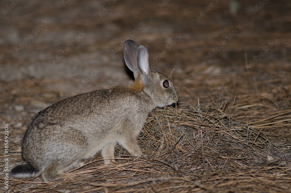 European rabbit (Oryctolagus cuniculus). Integral Natural Reserve of Inagua. Tejeda. Gran Canaria. Canary Islands. Spain. European rabbit (Oryctolagus cuniculus). Integral Natural Reserve of Inagua. Tejeda. Gran Canaria. Canary Islands. Spain.