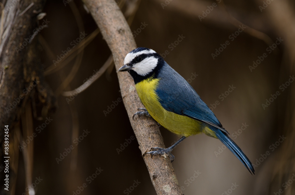 Blue tit (Parus caeruleus teneriffae). The Nublo Rural Park. Tejeda. Gran Canaria. Canary Islands. Spain.
