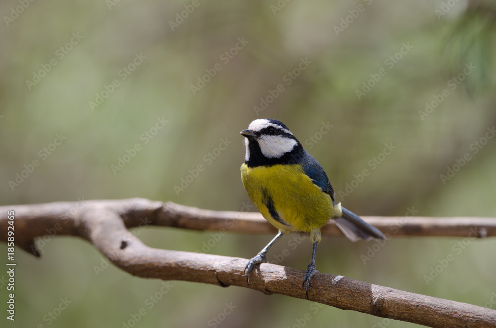 Blue tit (Parus caeruleus teneriffae). The Nublo Rural Park. Tejeda. Gran Canaria. Canary Islands. Spain.