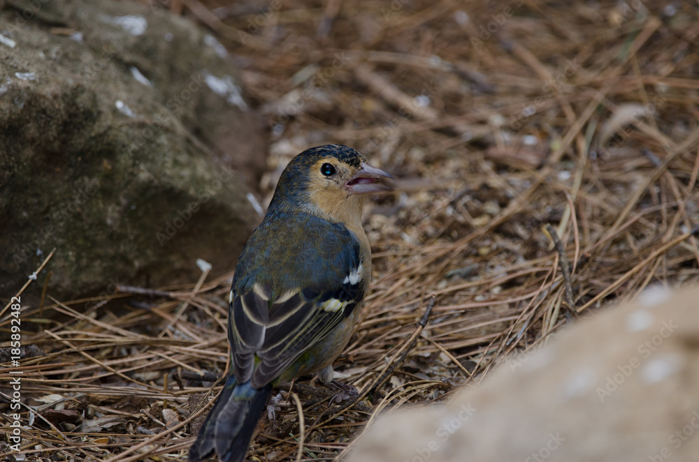 Common chaffinch (Fringilla coelebs canariensis). Male. The Nublo Rural Park. Tejeda. Gran Canaria. Canary Islands. Spain. Common chaffinch (Fringilla coelebs canariensis). Male. The Nublo Rural Park. Tejeda. Gran Canaria. Canary Islands. Spain.