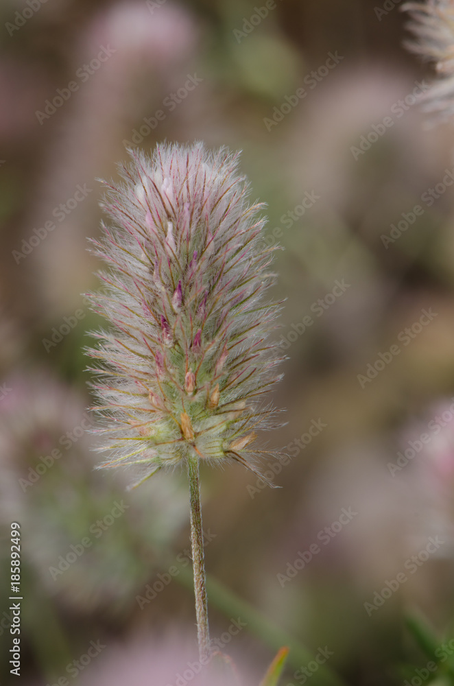 Hare's-foot clover (Trifolium arvense). Llano de Las Brujas. Integral Natural Reserve of Inagua. Tejeda. Gran Canaria. Canary Islands. Spain. Hare's-foot clover (Trifolium arvense). Llano de Las Brujas. Integral Natural Reserve of Inagua. Tejeda. Gran Canaria. Canary Islands. Spain.