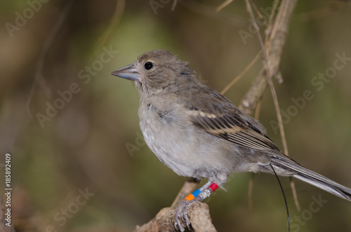 Gran Canaria blue chaffinch (Fringilla polatzeki). Young female ringed and with radio transmitter. The Nublo Rural Park. Tejeda. Gran Canaria. Canary Islands. Spain.