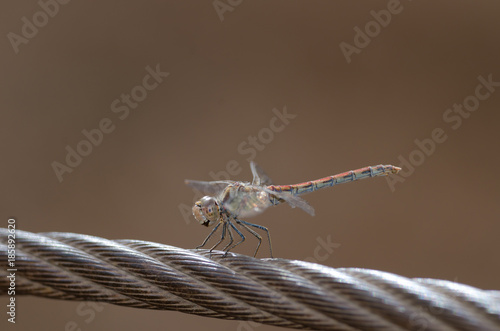 Red-veined darter (Sympetrum fonscolombii). Inmature male. The Nublo Rural Park. Tejeda. Gran Canaria. Canary Islands. Spain. photo