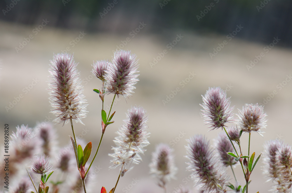 Flowers of hare's-foot clovers (Trifolium arvense). Llano de Las Brujas. Integral Natural Reserve of Inagua. Tejeda. Gran Canaria. Canary Islands. Spain. Flowers of hare's-foot clovers (Trifolium arvense). Llano de Las Brujas. Integral Natural Reserve of Inagua. Tejeda. Gran Canaria. Canary Islands. Spain.