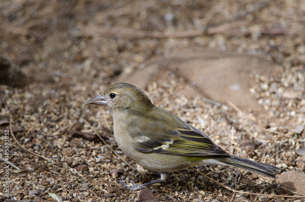 Common chaffinch (Fringilla coelebs canariensis). Female. The Nublo Rural Park. Tejeda. Gran Canaria. Canary Islands. Spain. Common chaffinch (Fringilla coelebs canariensis). Female. The Nublo Rural Park. Tejeda. Gran Canaria. Canary Islands. Spain.