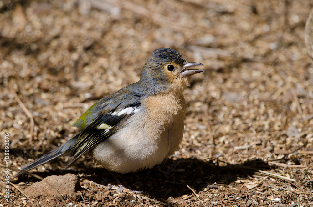 Obraz premium Common chaffinch (Fringilla coelebs canariensis). Male calling. The Nublo Rural Park. Tejeda. Gran Canaria. Canary Islands. Spain.