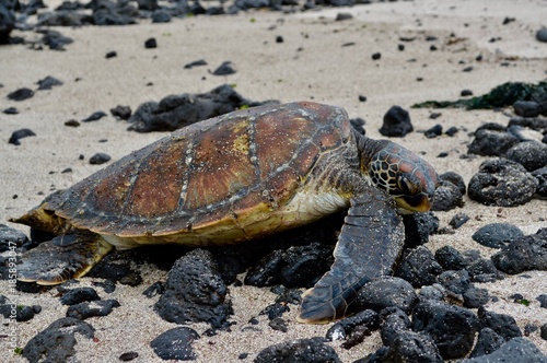 Tortue des Galapagos