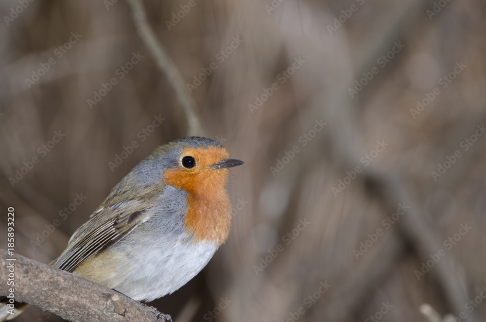 Robin (Erithacus rubecula superbus). The Nublo Rural Park. Tejeda. Gran Canaria. Canary Islands. Spain. Robin (Erithacus rubecula superbus). The Nublo Rural Park. Tejeda. Gran Canaria. Canary Islands. Spain.