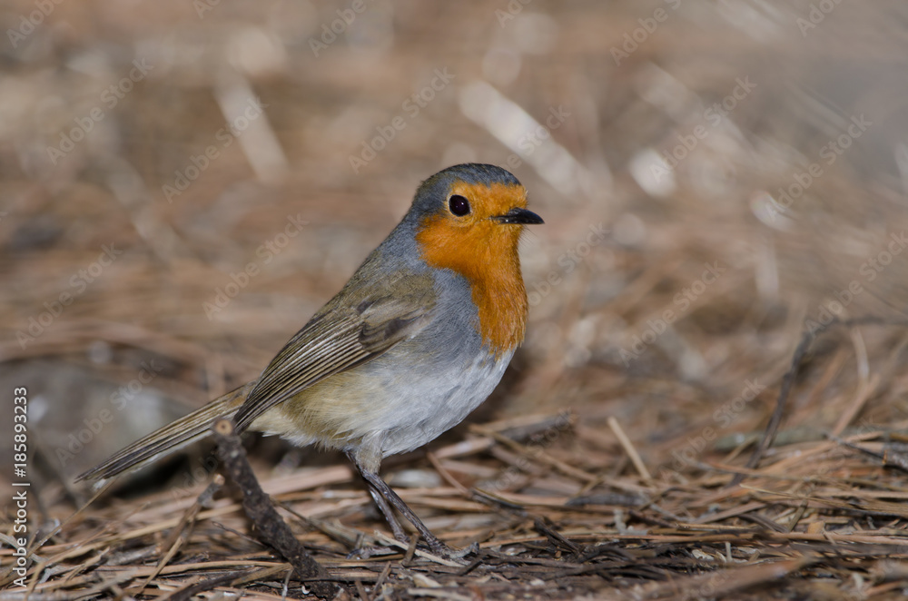 Robin (Erithacus rubecula superbus). The Nublo Rural Park. Tejeda. Gran Canaria. Canary Islands. Spain.