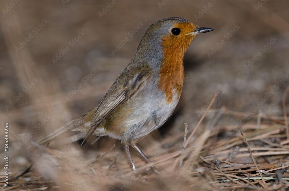Robin (Erithacus rubecula superbus). The Nublo Rural Park. Tejeda. Gran Canaria. Canary Islands. Spain. Robin (Erithacus rubecula superbus). The Nublo Rural Park. Tejeda. Gran Canaria. Canary Islands. Spain.