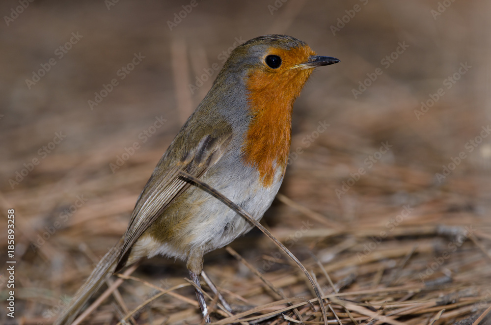 Fototapeta premium Robin (Erithacus rubecula superbus). The Nublo Rural Park. Tejeda. Gran Canaria. Canary Islands. Spain.