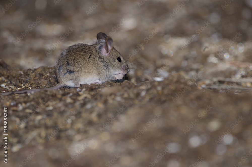 House mouse (Mus domesticus) eating. The Nublo Rural Park. Tejeda. Gran Canaria. Canary Islands. Spain. House mouse (Mus domesticus) eating. The Nublo Rural Park. Tejeda. Gran Canaria. Canary Islands. Spain.