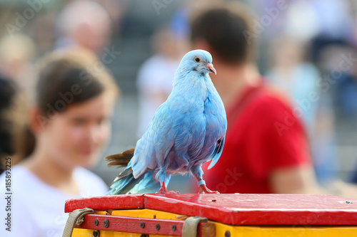 Shows the colored pigeons in Warsaw, Poland .
