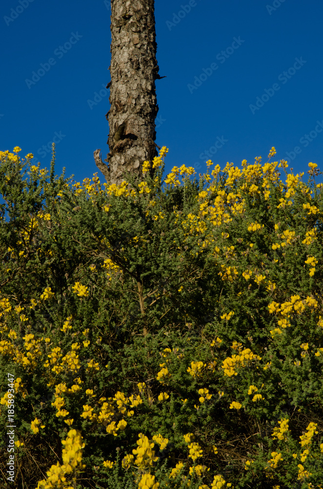 Canary Island pine (Pinus canariensis) and Canary Island flatpod (Adenocarpus foliolosus). Alsándara mountain. Integral Natural Reserve of Inagua. Tejeda. Gran Canaria. Canary Islands. Spain. Canary Island pine (Pinus canariensis) and Canary Island flatpod (Adenocarpus foliolosus). Alsándara mountain. Integral Natural Reserve of Inagua. Tejeda. Gran Canaria. Canary Islands. Spain.