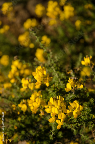 Canary Island flatpod  Adenocarpus foliolosus . Als  ndara mountain. Integral Natural Reserve of Inagua. Tejeda. Gran Canaria. Canary Islands. Spain.