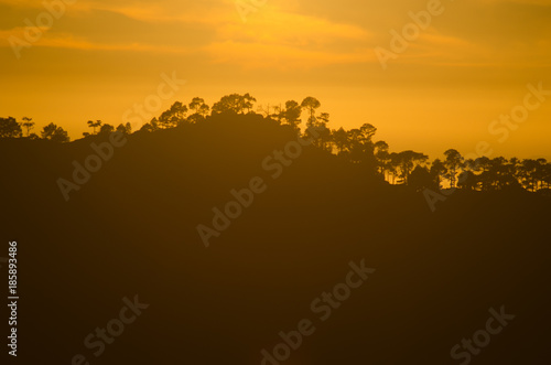 Forest of Canary Island pine  Pinus canariensis  at sunset. Integral Natural Reserve of Inagua. Tejeda. Gran Canaria. Canary Islands. Spain.