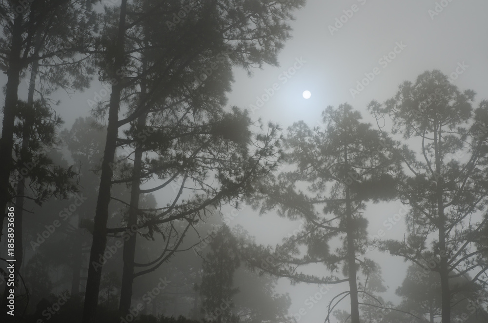 Sun in a fog. Alsándara mountain. Integral Natural Reserve of Inagua. Tejeda. Gran Canaria. Canary Islands. Spain. Sun in a fog. Alsándara mountain. Integral Natural Reserve of Inagua. Tejeda. Gran Canaria. Canary Islands. Spain.