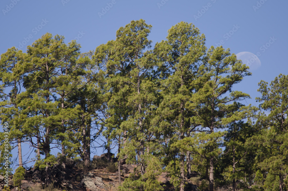 Forest of Canary Island pine (Pinus canariensis) and moon. Integral Natural Reserve of Inagua. Gran Canaria. Canary Islands. Spain. Forest of Canary Island pine (Pinus canariensis) and moon. Integral Natural Reserve of Inagua. Gran Canaria. Canary Islands. Spain.