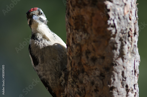 Great spotted woodpecker (Dendrocopos major thanneri). Young. Alsándara mountain. Integral Natural Reserve of Inagua. Gran Canaria. Canary Islands. Spain. © Víctor