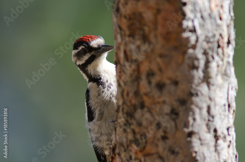 Great spotted woodpecker (Dendrocopos major thanneri). Young. Alsándara mountain. Integral Natural Reserve of Inagua. Gran Canaria. Canary Islands. Spain.