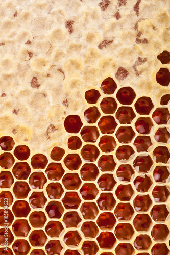 Studio shot of fresh organic honey comb - well-being and healthy eating concept