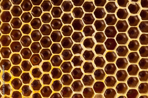 Studio close up shot of honey comb - well-being and healthy eating concept