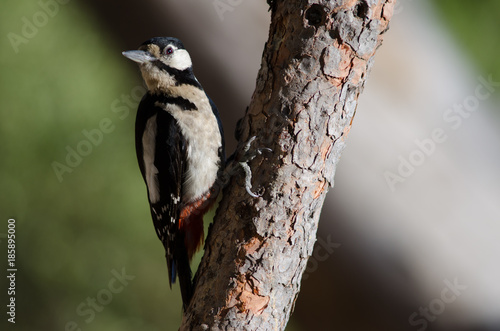 Great spotted woodpecker (Dendrocopos major thanneri). Female. Alsándara mountain. Integral Natural Reserve of Inagua. Gran Canaria. Canary Islands. Spain.