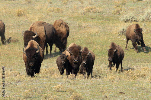 American Bison, Buffalo, Yellowstone National Park