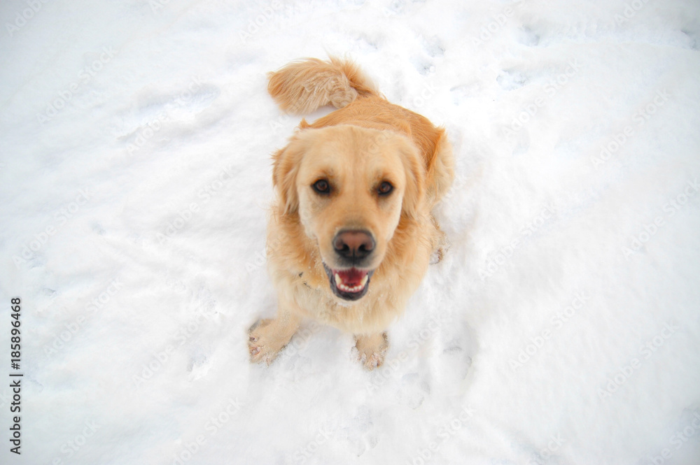 Golden Retriever sitting looking up at camera in snow