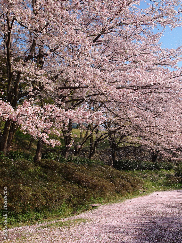 公園に舞い散る桜吹雪