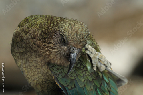 Kea alpine parrot Bird New Zealand photo