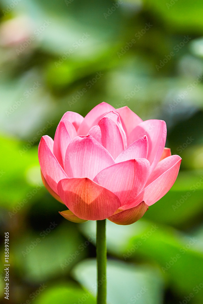 Beautiful lotus flower Beautiful lotus flower