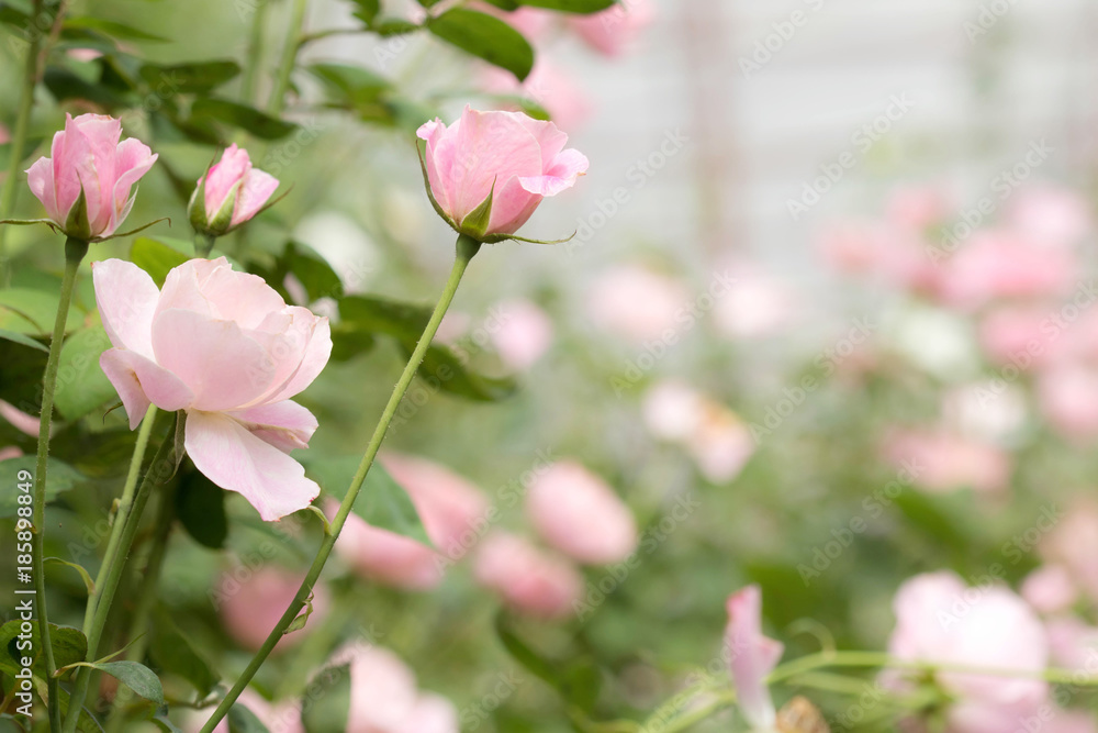 Soft pink fresh beautiful rose in the garden in the morning time Soft pink fresh beautiful rose in the garden in the morning time