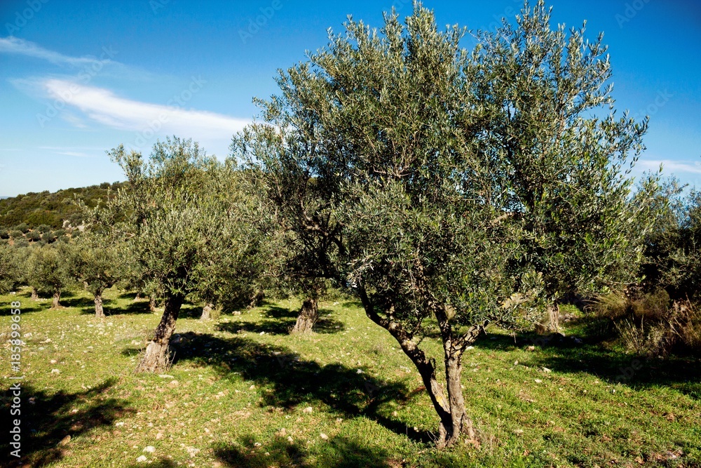 Olive grove near Kalamata city in Peloponnese, Greece.