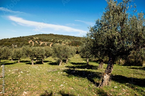 Olive grove near Kalamata city in Peloponnese  Greece.