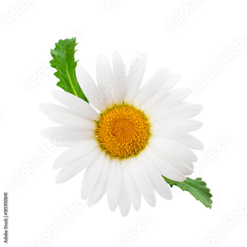 Fototapeta Naklejka Na Ścianę i Meble -  Single chamomile or daisy with leaves isolated on white background