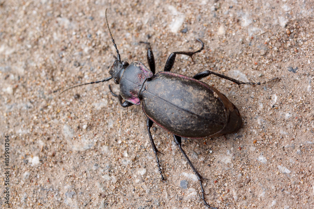 Small predatory ground beetle crawling on the ground. Animals in wildlife. Small predatory ground beetle crawling on the ground. Animals in wildlife.