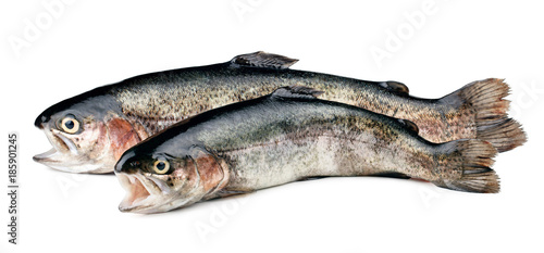 Two fresh trout fish isolated on white background